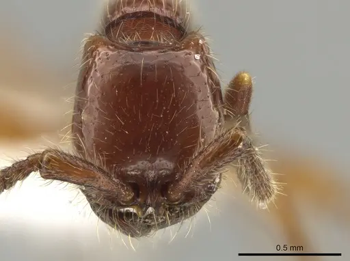 Neivamyrmex radoszkowskii specimen