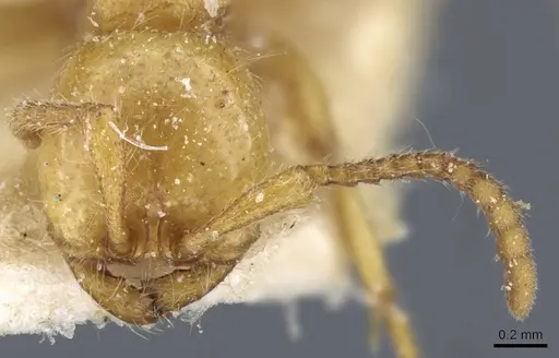 Neivamyrmex raptor specimen