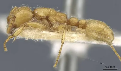 Neivamyrmex raptor specimen