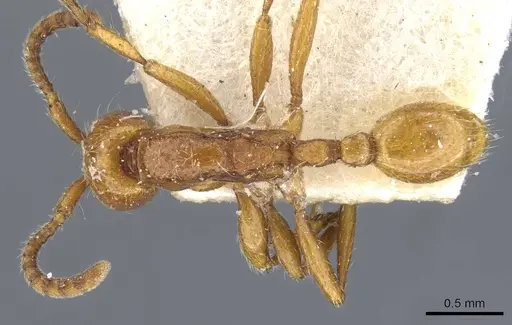 Neivamyrmex raptor - CASENT0905979