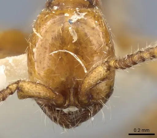 Neivamyrmex raptor - CASENT0905979