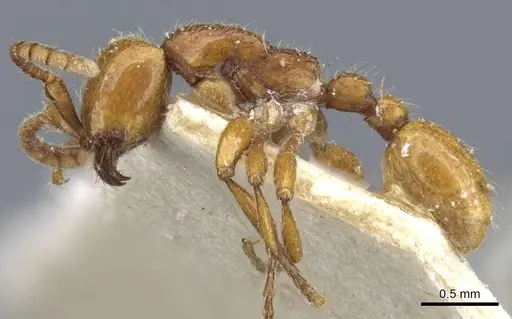 Neivamyrmex raptor - CASENT0905979