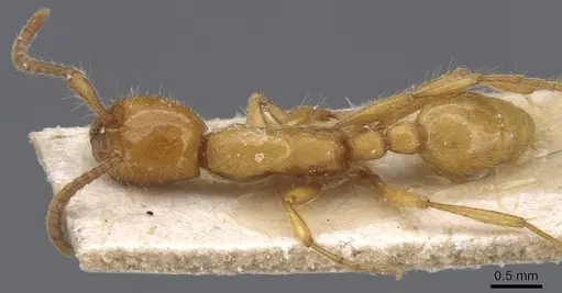 Neivamyrmex raptor - CASENT0911405