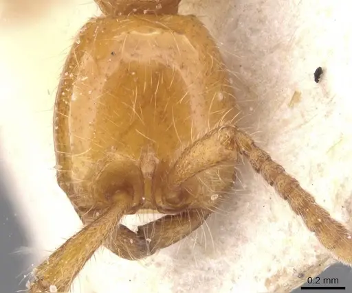 Neivamyrmex raptor - CASENT0911405