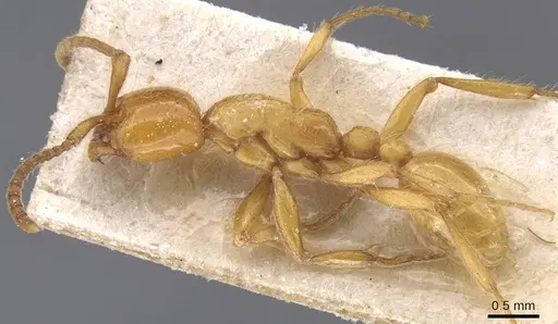 Neivamyrmex raptor - CASENT0911405