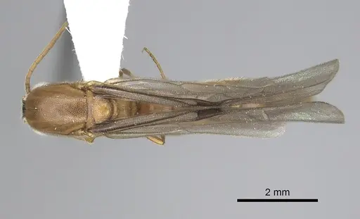 Neivamyrmex romandii specimen