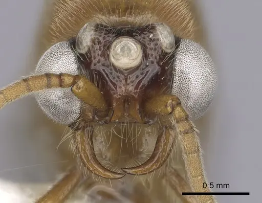 Neivamyrmex romandii specimen