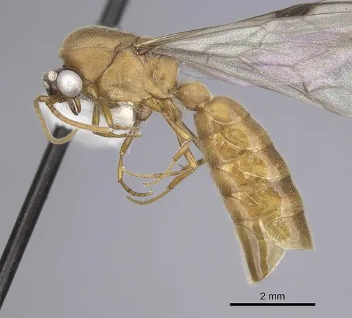 Neivamyrmex romandii specimen