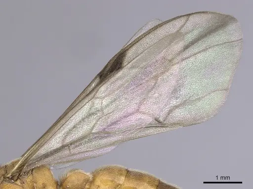 Neivamyrmex romandii - CASENT0249504