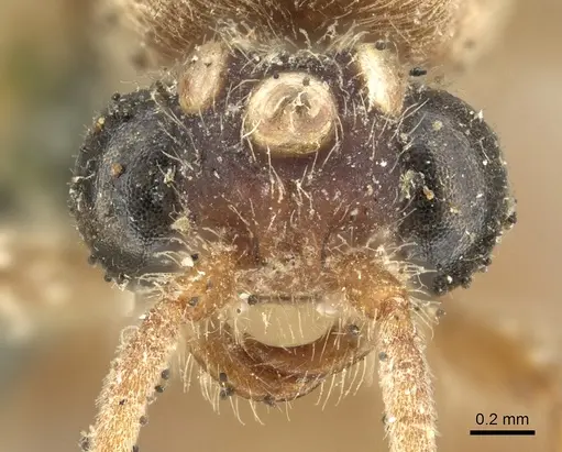 Neivamyrmex romandii - CASENT0901946