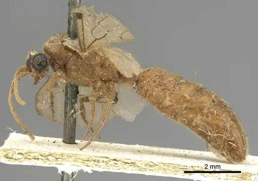 Neivamyrmex romandii - CASENT0901946