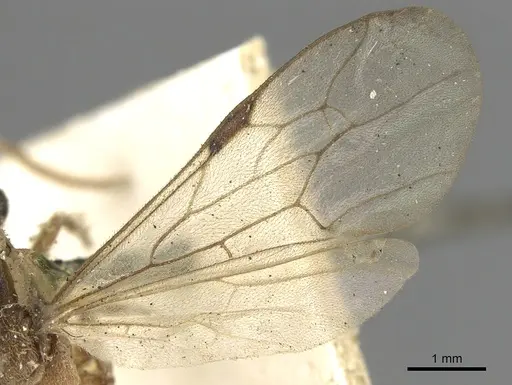 Neivamyrmex romandii - CASENT0901946