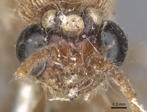 Neivamyrmex romandii - CASENT0902652