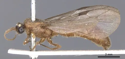 Neivamyrmex romandii - CASENT0902652