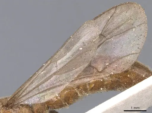 Neivamyrmex romandii - CASENT0902652