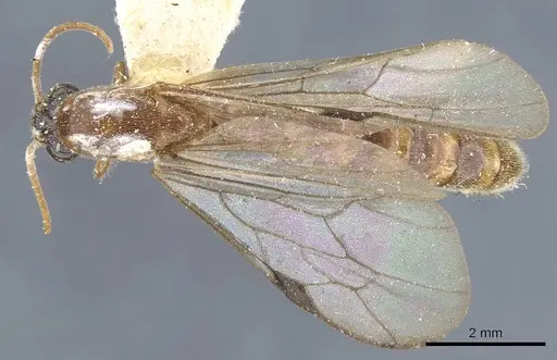 Neivamyrmex romandii - CASENT0905968