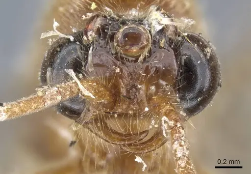 Neivamyrmex romandii - CASENT0905968