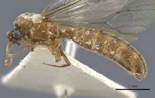 Neivamyrmex romandii - CASENT0905968