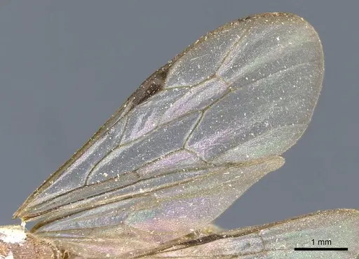 Neivamyrmex romandii - CASENT0905968