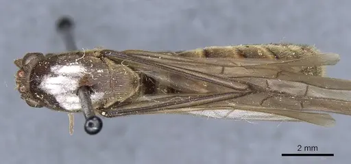 Neivamyrmex rosenbergi specimen