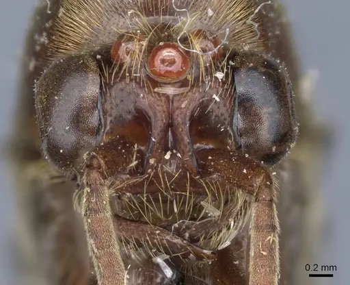 Neivamyrmex rosenbergi specimen