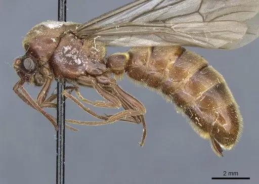 Neivamyrmex rosenbergi specimen