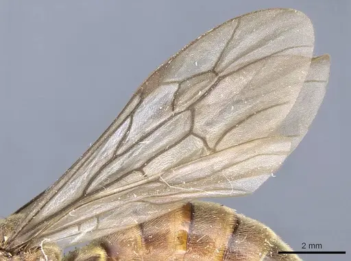 Neivamyrmex rosenbergi - CASENT0905973