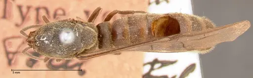 Neivamyrmex rosenbergi - FOCOL0592