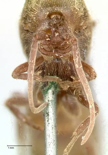 Neivamyrmex rosenbergi - FOCOL0592