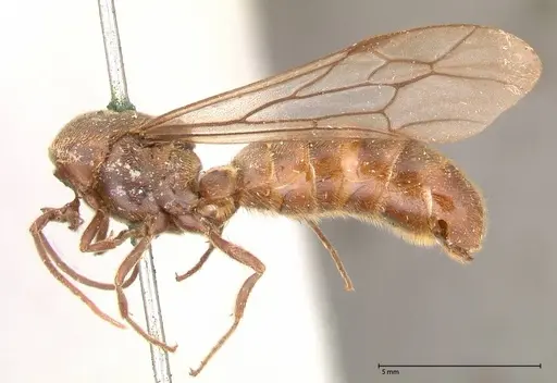 Neivamyrmex rosenbergi - FOCOL0592