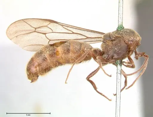 Neivamyrmex rosenbergi - FOCOL0592