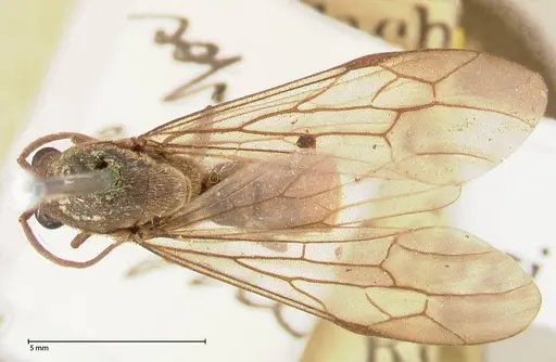 Neivamyrmex rosenbergi - FOCOL0593