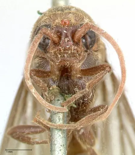 Neivamyrmex rosenbergi - FOCOL0593