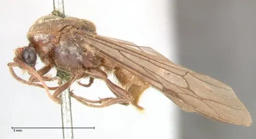 Neivamyrmex rosenbergi - FOCOL0593