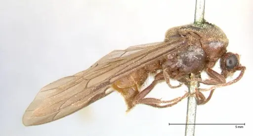 Neivamyrmex rosenbergi - FOCOL0593