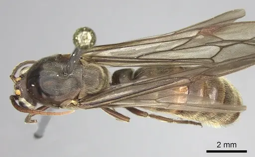 Neivamyrmex rosenbergi - INB0003692983