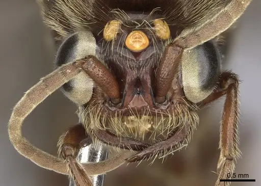 Neivamyrmex rosenbergi - INB0003692983