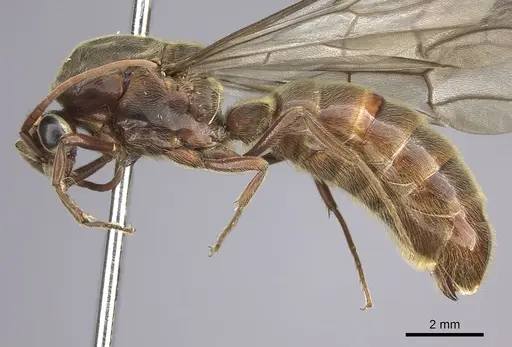 Neivamyrmex rosenbergi - INB0003692983