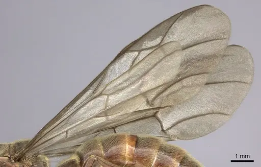 Neivamyrmex rosenbergi - INB0003692983