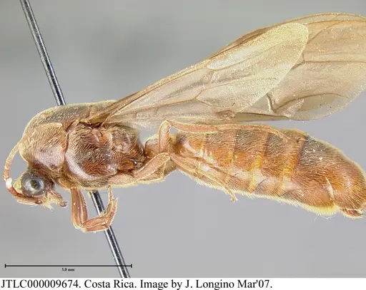 Neivamyrmex rosenbergi - JTLC000009674