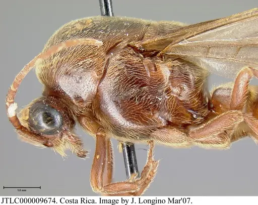 Neivamyrmex rosenbergi - JTLC000009674