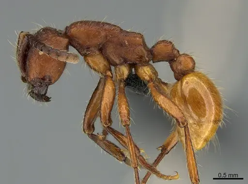 Neivamyrmex rugulosus specimen