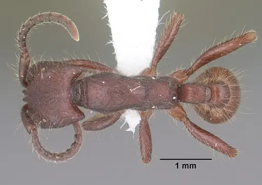 Neivamyrmex rugulosus - CASENT0102768