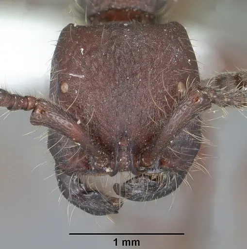 Neivamyrmex rugulosus - CASENT0102768