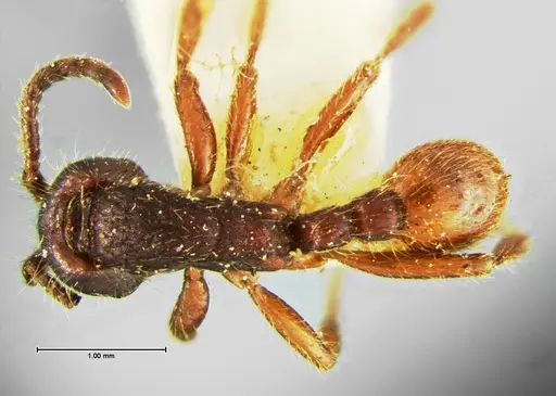 Neivamyrmex rugulosus - CASENT0105644