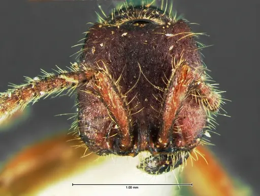 Neivamyrmex rugulosus - CASENT0105644