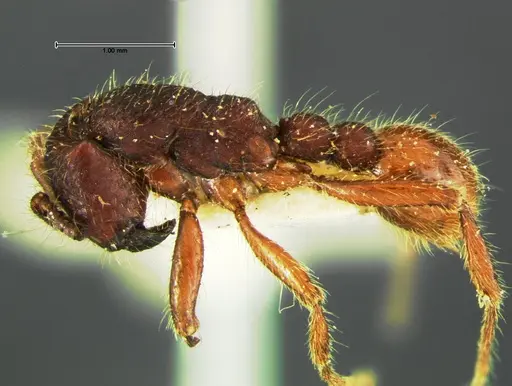 Neivamyrmex rugulosus - CASENT0105644