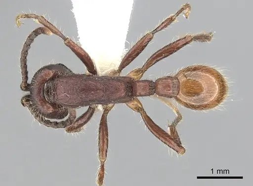 Neivamyrmex rugulosus - CASENT0249505