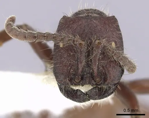 Neivamyrmex rugulosus - CASENT0249505