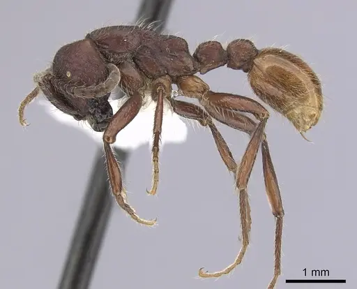 Neivamyrmex rugulosus - CASENT0249505